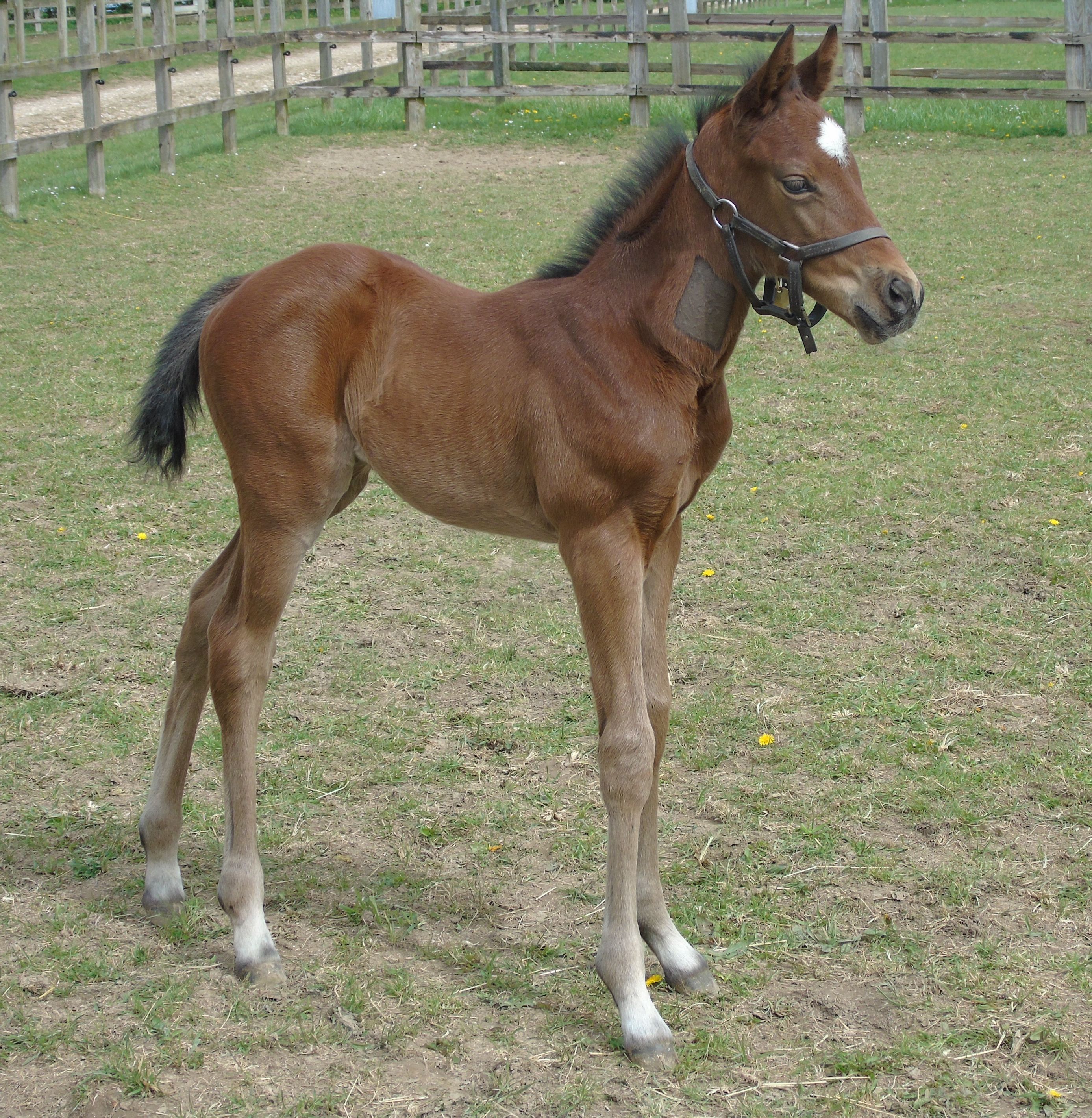 2026 filly by Too Darn Hot